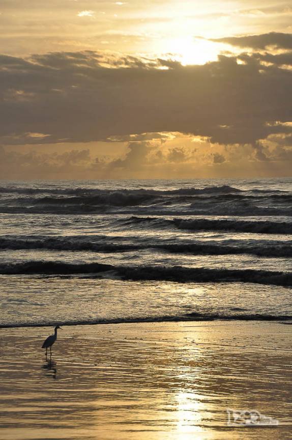 Como nós, os pássaros também admiram mais um dia que nasce na cidade de Torres, litoral norte do Rio Grande do Sul